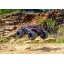67454-4-Stampede-4x4-VX3-Action-RED-9616_64105836.jpg